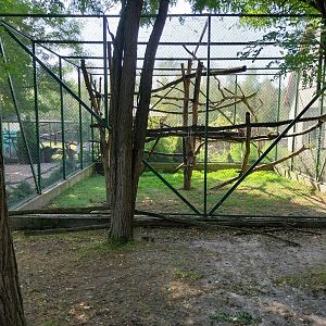 Zoo Lesne Zacisze (Lisow) - Collared Mangabey enclosure