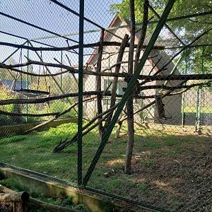 Zoo Lesne Zacisze (Lisow) - Collared Mangabey enclosure