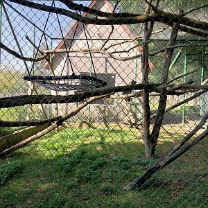 Zoo Lesne Zacisze (Lisow) - Collared Mangabey enclosure