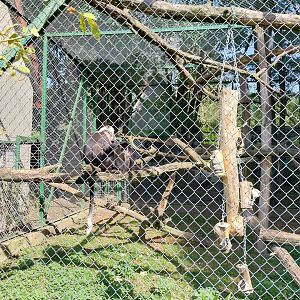 Zoo Lesne Zacisze (Lisow) - Collared Mangabey (Cercocebus torquatus)