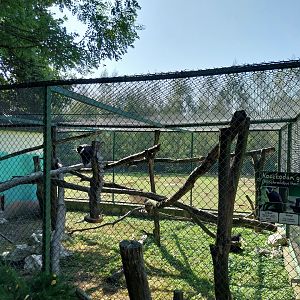 Zoo Lesne Zacisze (Lisow) - L'Hoest guenon (Allochrocebus lhoesti) enclosure