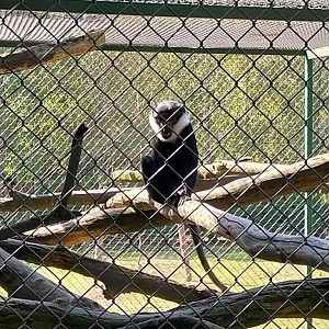 Zoo Lesne Zacisze (Lisow) - L'Hoest guenon (Allochrocebus lhoesti)