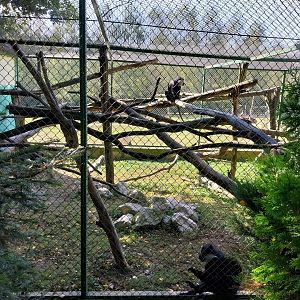 Zoo Lesne Zacisze (Lisow) - L'Hoest guenon (Allochrocebus lhoesti) enclosure