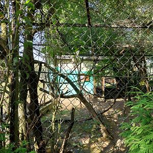 Zoo Lesne Zacisze (Lisow) - Grivet monkey (Chlorocebus aethiops) enclosure