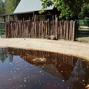 Zoo Lesne Zacisze (Lisow) - Capybara (Hydrochoerus hydrochaeris)