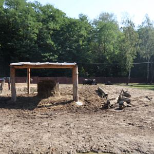 Zoo Lesne Zacisze (Lisow) - Domestic water buffalo enclosure