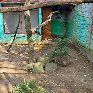 Zoo Lesne Zacisze (Lisow) - Sri Lankan Junglefowl (Gallus lafayettii)