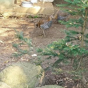Zoo Lesne Zacisze (Lisow) - Sri Lankan Junglefowl (Gallus lafayettii)
