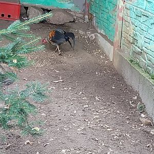 Zoo Lesne Zacisze (Lisow) - Sri Lankan Junglefowl (Gallus lafayettii)