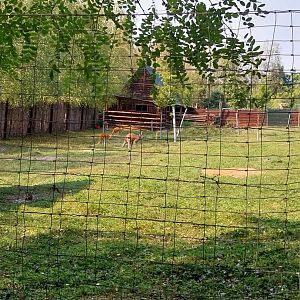 Zoo Lesne Zacisze (Lisow) - Giant Red Kangaroo (Osphranter rufus)