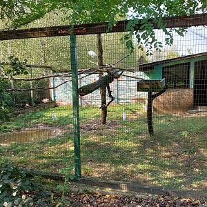 Zoo Lesne Zacisze (Lisow) - African Sacred Ibis (Threskiornis aethiopicus) and Western Cattle Egret (Ardea ibis)
