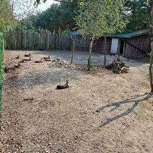 Zoo Lesne Zacisze (Lisow) - Patagonian mara (Dolichotis patagonum)