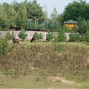 Zoo Lesne Zacisze (Lisow) - White-tailed Wildebeest (Connochaetes gnou)