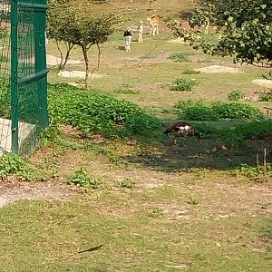 Zoo Lesne Zacisze (Lisow) - White-naped crane, Blackbuck and Egyptian Goose enclosure