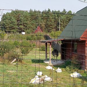 Zoo Lesne Zacisze (Lisow) - Common ostrich (Struthio camelus)
