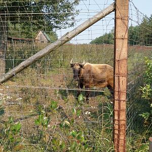 Zoo Lesne Zacisze (Lisow) - Mishmi Takin (Budorcas taxicolor taxicolor)