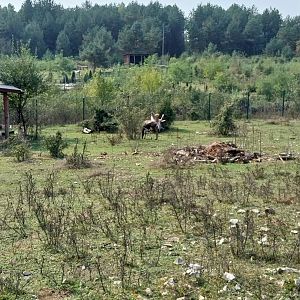 Zoo Lesne Zacisze (Lisow) - Blesbok (Damaliscus pygargus phillipsi)