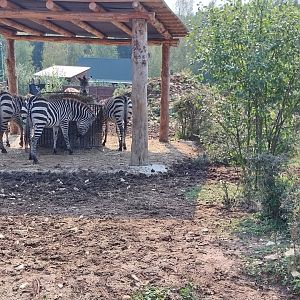 Zoo Lesne Zacisze (Lisow) - Grant's zebra (Equus quagga boehmi)