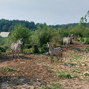 Zoo Lesne Zacisze (Lisow) - Grant's zebra (Equus quagga boehmi)