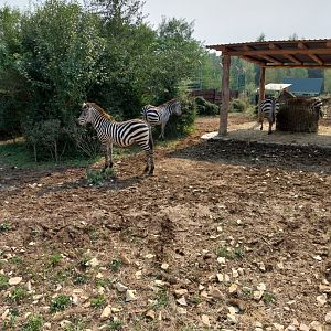 Zoo Lesne Zacisze (Lisow) - Grant's zebra (Equus quagga boehmi)