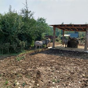 Zoo Lesne Zacisze (Lisow) - Grant's zebra (Equus quagga boehmi)