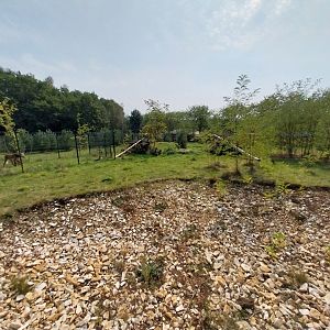Zoo Lesne Zacisze (Lisow) - Maned Wolf (Chrysocyon brachyurus)