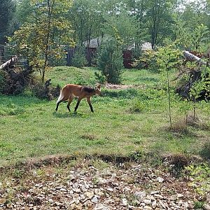 Zoo Lesne Zacisze (Lisow) - Maned Wolf (Chrysocyon brachyurus)