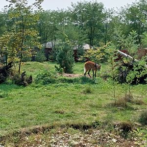 Zoo Lesne Zacisze (Lisow) - Maned Wolf (Chrysocyon brachyurus)
