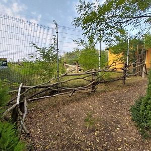 Zoo Lesne Zacisze (Lisow) - Serval (Leptailurus serval) enclosure