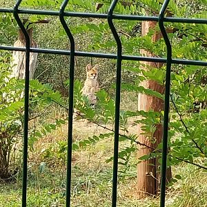 Zoo Lesne Zacisze (Lisow) - Serval (Leptailurus serval)