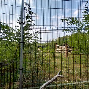 Zoo Lesne Zacisze (Lisow) - Serval (Leptailurus serval) enclosure