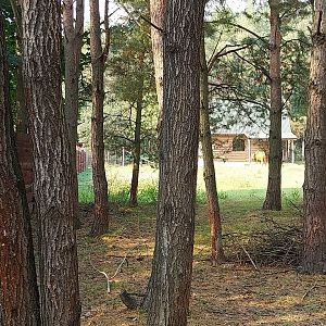 Zoo Lesne Zacisze (Lisow) - Red Forrest Buffalo (Syncerus caffer nanus)