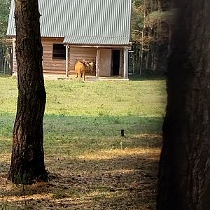 Zoo Lesne Zacisze (Lisow) - Red Forrest Buffalo (Syncerus caffer nanus)
