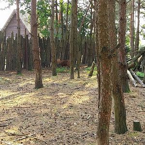 Zoo Lesne Zacisze (Lisow) - Vietnamese Sika Deer (Cervus nippon pseudaxis)