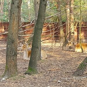 Zoo Lesne Zacisze (Lisow) - Barasingha (Rucervus duvaucelii)