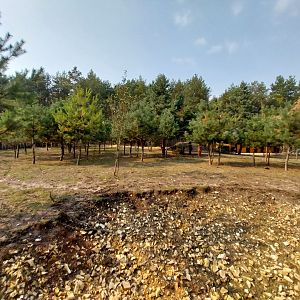 Zoo Lesne Zacisze (Lisow) - Javan Banteng (Bos javanicus javanicus) and Blackbuck enclosure