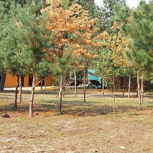 Zoo Lesne Zacisze (Lisow) - Javan Banteng (Bos javanicus javanicus) and Blackbuck enclosure