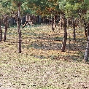 Zoo Lesne Zacisze (Lisow) - Javan Banteng and Blackbuck (Antilope cervicapra) enclosure