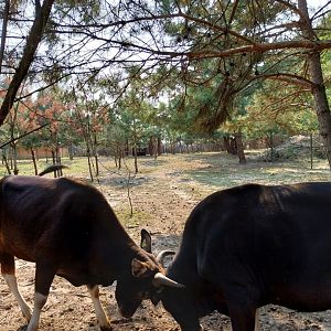 Zoo Lesne Zacisze (Lisow) - Javan Banteng (Bos javanicus javanicus)