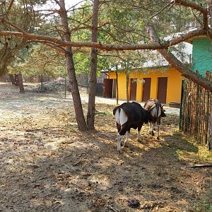 Zoo Lesne Zacisze (Lisow) - Javan Banteng (Bos javanicus javanicus)