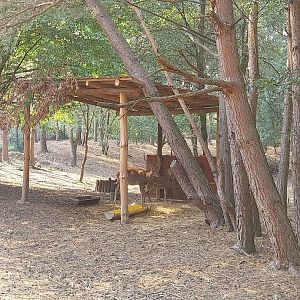 Zoo Lesne Zacisze (Lisow) - Dybowski Deer (Cervus nippon hortulorum)