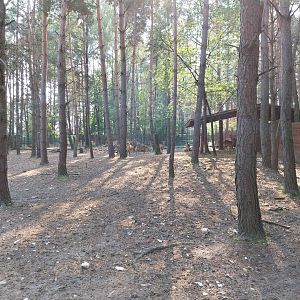 Zoo Lesne Zacisze (Lisow) - Common Fallow Deer (Dama dama) enclosure