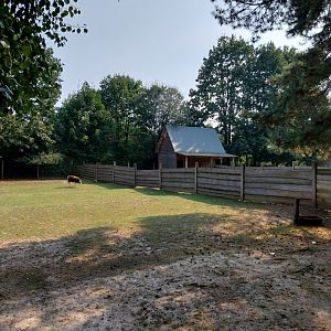 Zoo Lesne Zacisze (Lisow) - Farm yard animals