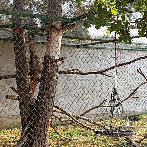 Zoo Lesne Zacisze (Lisow) - Japanese Macaque (Macaca fuscata)