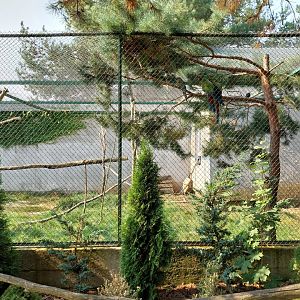 Zoo Lesne Zacisze (Lisow) - Mixed species aviary - Military Macaw (Ara militaris)