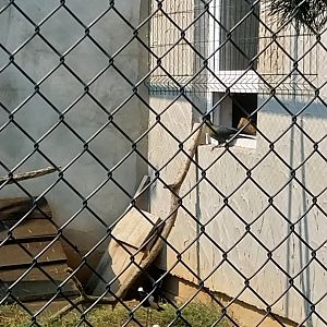 Zoo Lesne Zacisze (Lisow) - Mixed species aviary - White-cheeked Turaco (Menelikornis leucotis)