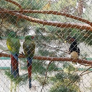 Zoo Lesne Zacisze (Lisow) - Mixed species aviary - Military Macaw (Ara militaris) and Trumpeter Hornbill (Bycanistes bucinator)