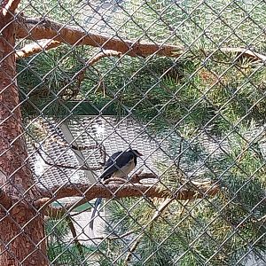 Zoo Lesne Zacisze (Lisow) - Mixed species aviary - Red-billed Blue Magpie (Urocissa erythroryncha)