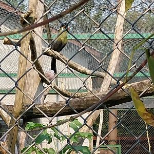 Zoo Lesne Zacisze (Lisow) - Mixed species aviary - White-cheeked turaco (Menelikornis leucotis)