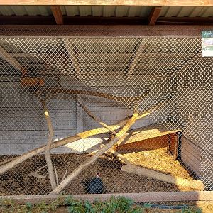 Zoo Lesne Zacisze (Lisow) - Pheasantry - Blue ear-pheasant (Crossoptiilon auritum) aviary